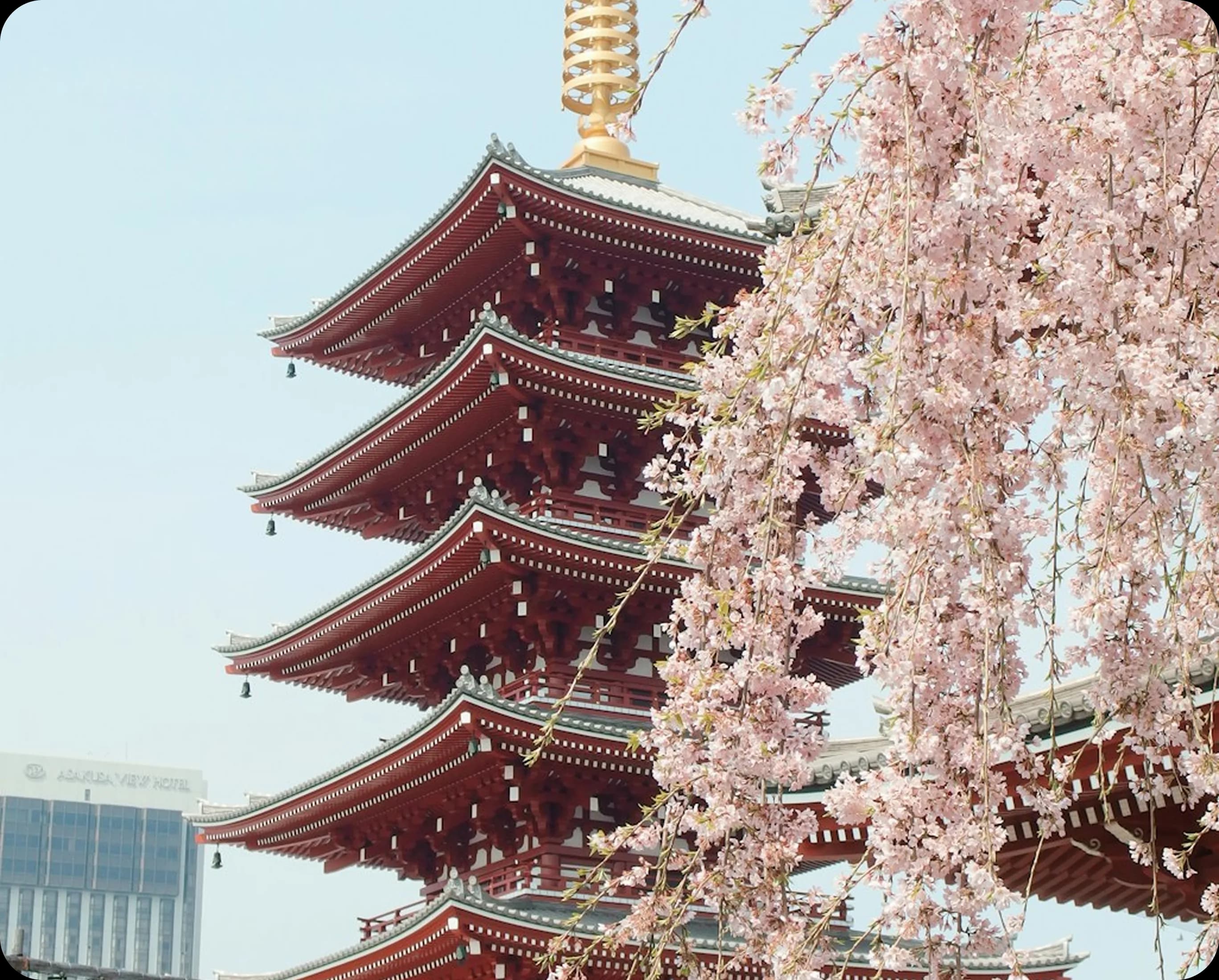 Japanese pagoda with cherry blossoms