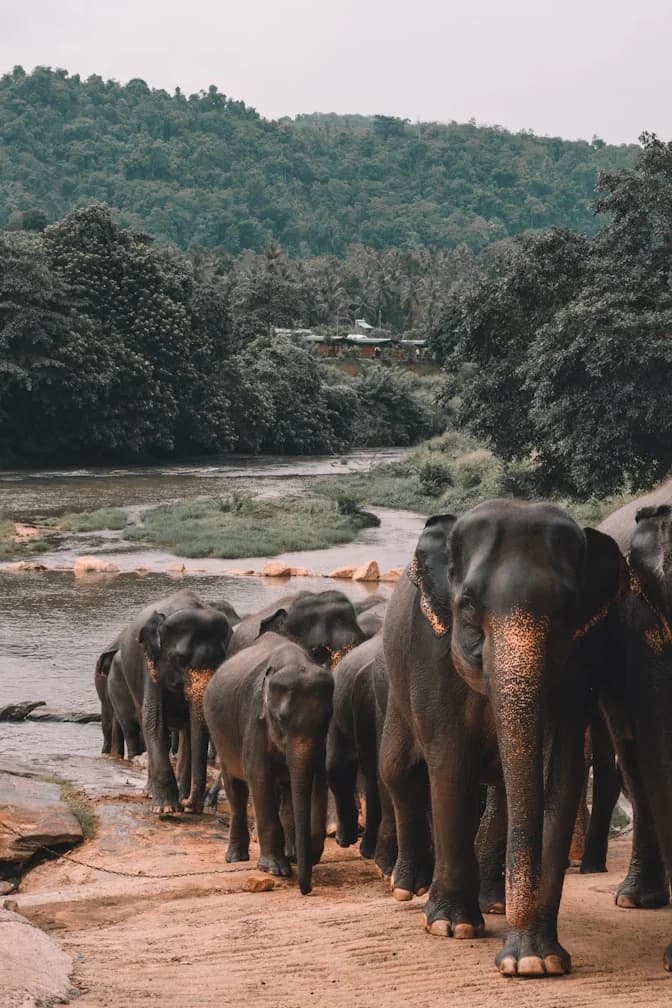 Sri Lanka highlight 3
