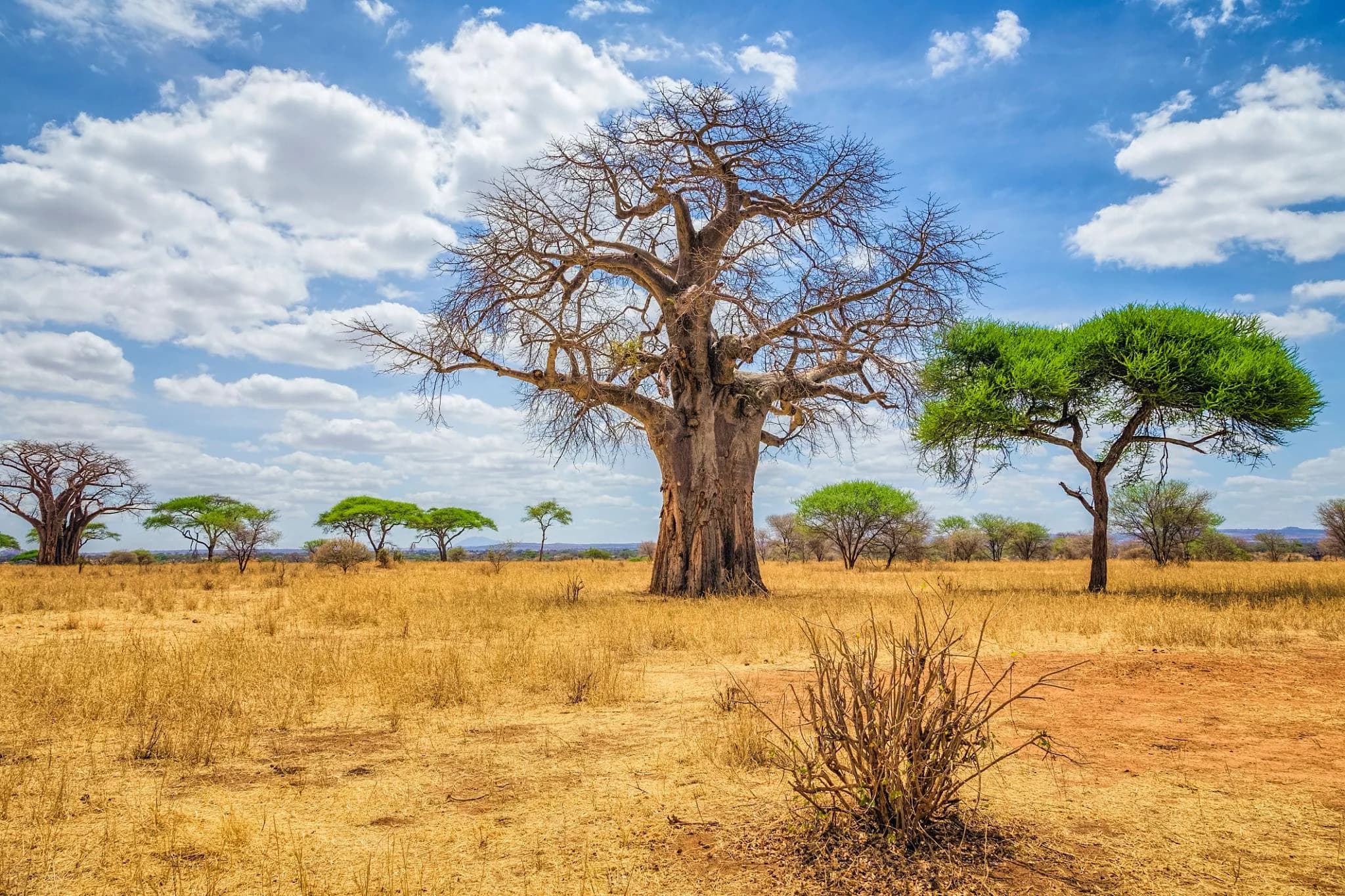 Tanzania highlight 1